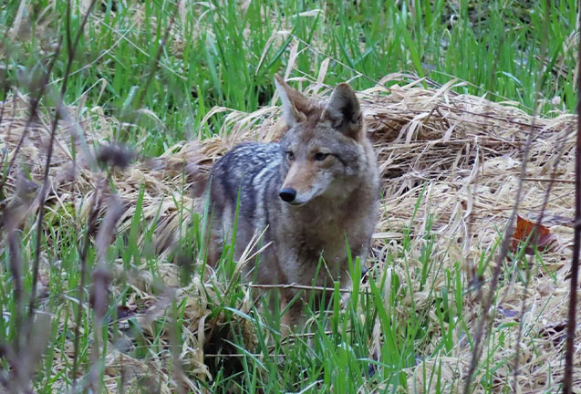 Our Coyote Neighbors