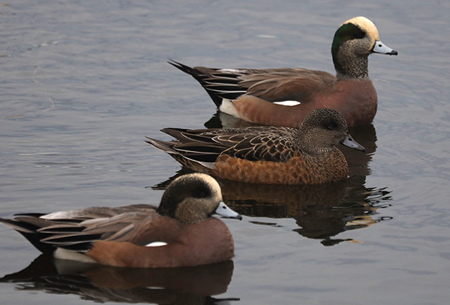 Common Birds of the North Creek Wetlands: Their Natural History and Ecology 