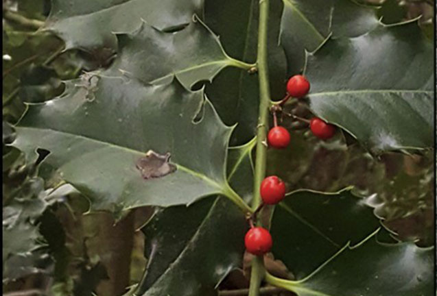 Science Pub: A Holiday Plant Gone Rogue: The Spread of English Holly in Pacific Northwest Forests 