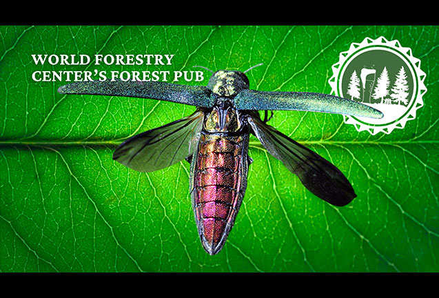 McMenamins and World Forestry Center Present Forest Pub Emerald Ash Borer event image