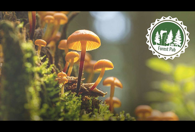 Mushrooms