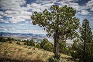 The Spread of Juniper