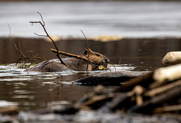 Addressing Climate Change with Beavers
