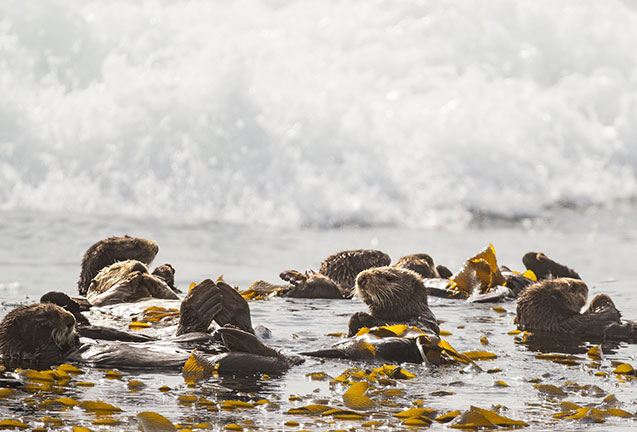 Sea Otters: Restoring a Missing Keystone Species 