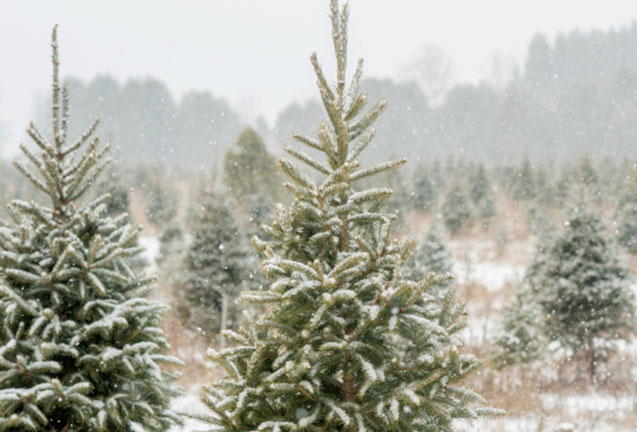 The Oregon Christmas Tree Story