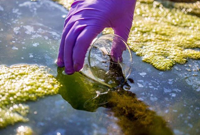 Why Is My River Green?<br>Harmful Cyanobacteria Blooms in the Lower Willamette River