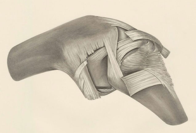 The New Life of Donated Tissue