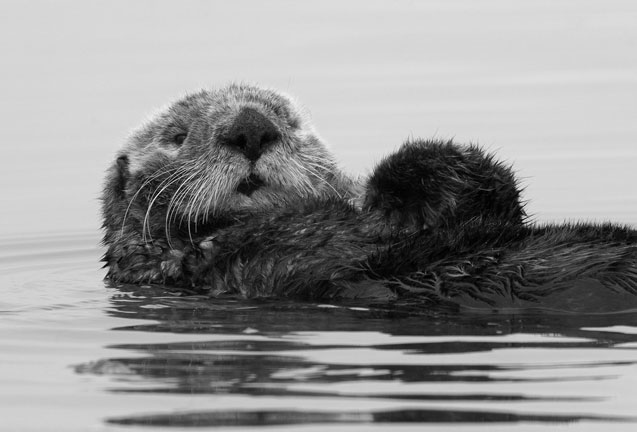 Sea Otters of the Oregon Coast 