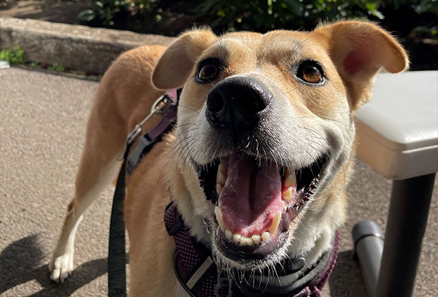 Street Dog Hero Adoption Event 