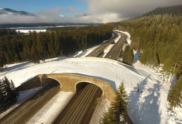 Critter Crossings: I-90 Wildlife Overpass 
