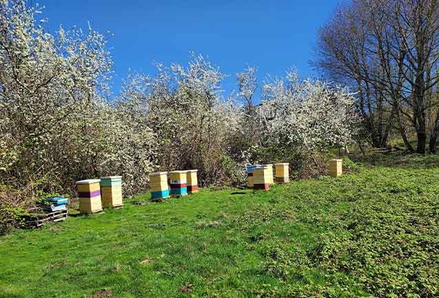 A Day in the Life of Bees: Beekeeping Strategies in Greater Portland