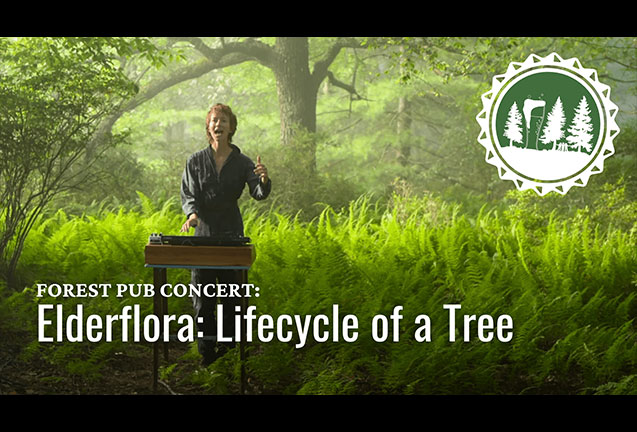 Elderflora: Lifecycle of a Tree
