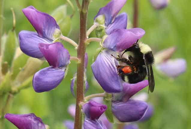 Boost Biodiversity in Your Garden with Insect-Friendly Habitat