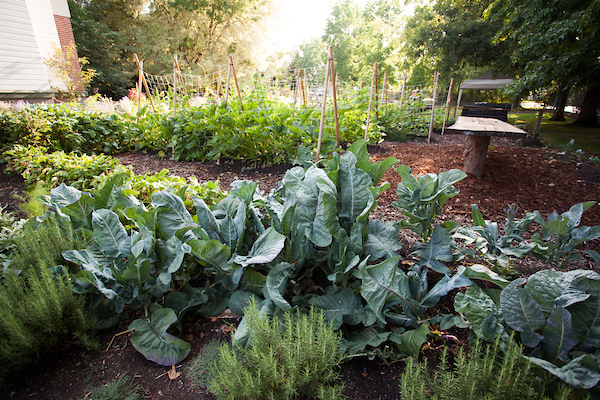 Making Your Vegetable Garden Sexy, Healthy, and Productive....well, at least Healthy and Productive