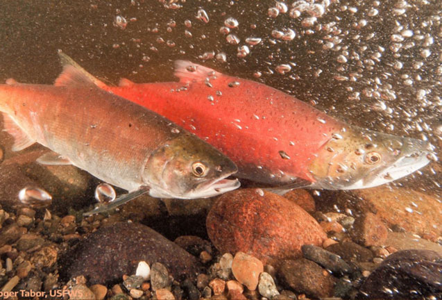 Little Red Fish Found:  New Insights on the Mysterious Snerka Salmon 