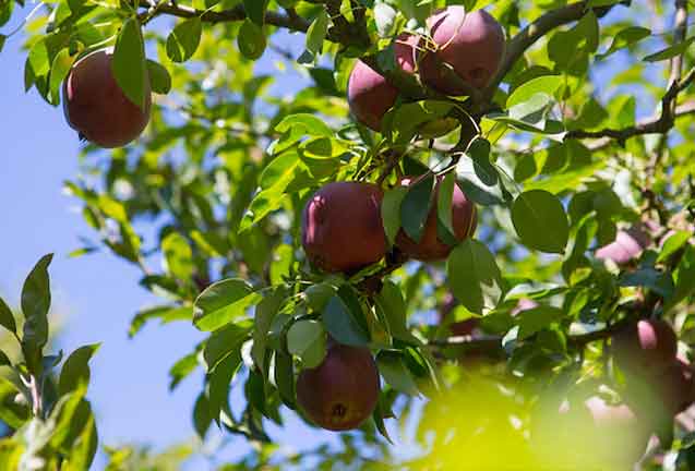 Top 5 Fruit Tree Pruning Principles