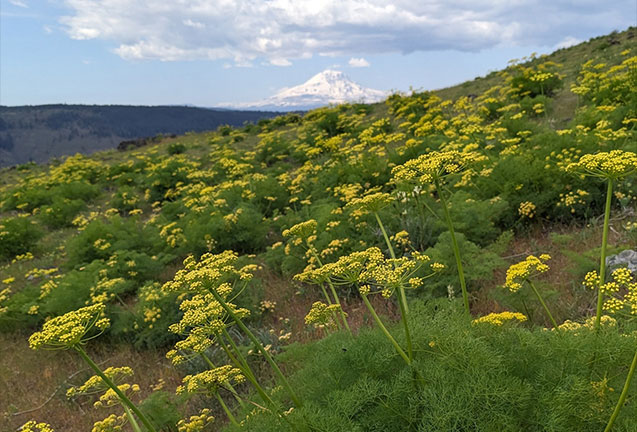 OMSI Science Pub: Uncommon Flora