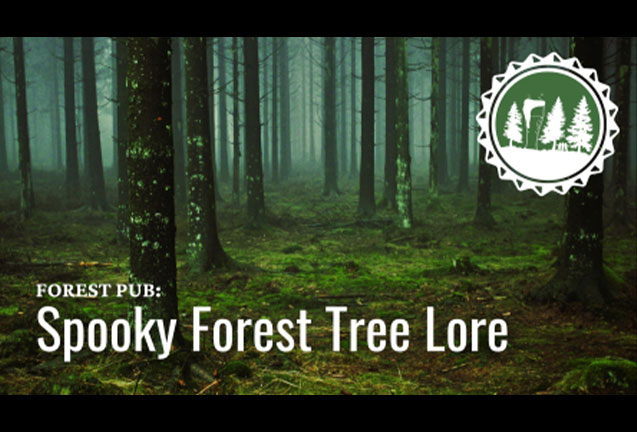 Spooky Forest Tree Lore
