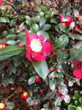 Camellia x Yuletide